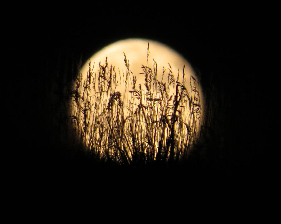 Moon Grass Photograph by Dawn Key