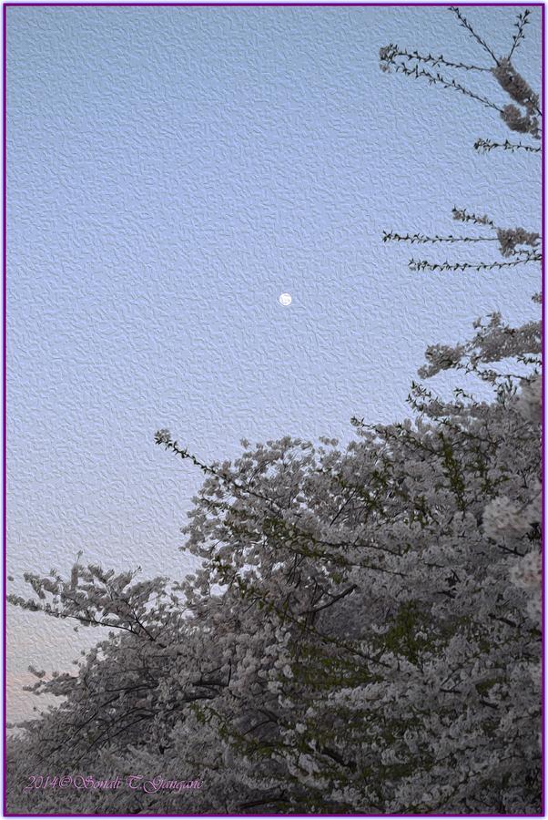 Giftcards Photograph - Moon in Cherry blossom by Sonali Gangane