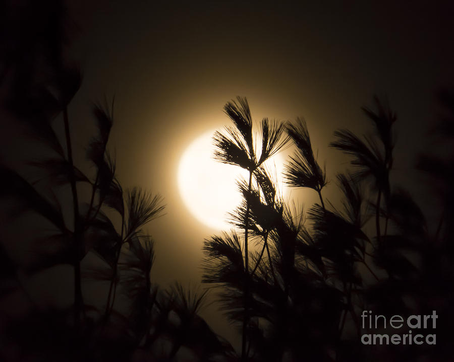 Moon in Fog Photograph by Lili Feinstein