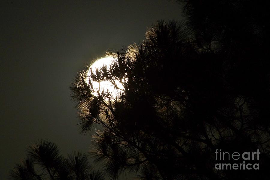 Moon In The Pines Photograph by Lynda Dawson-Youngclaus