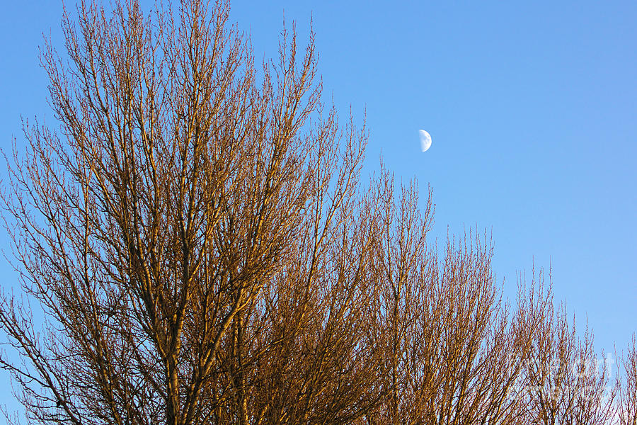Moon in the Trees Photograph by Jeremy Hayden