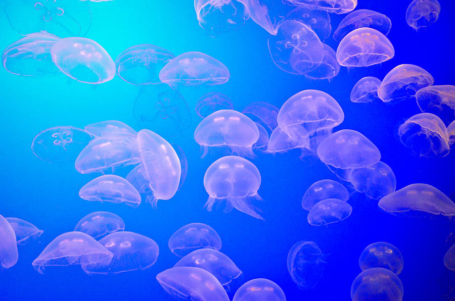 Moon Jellies 1 Photograph by Becky Anders - Fine Art America