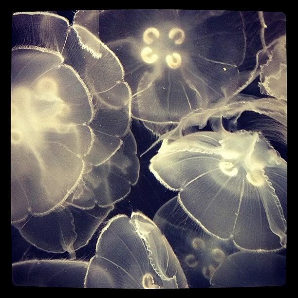 Moon Jellies #aquariumofthepacific Photograph by Christa Milster