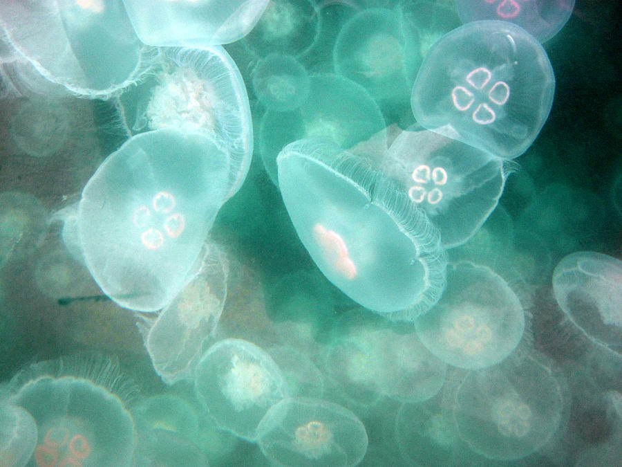 Moon Jellies in Kachemak Bay Alaska Photograph by Rick and Dorla ...