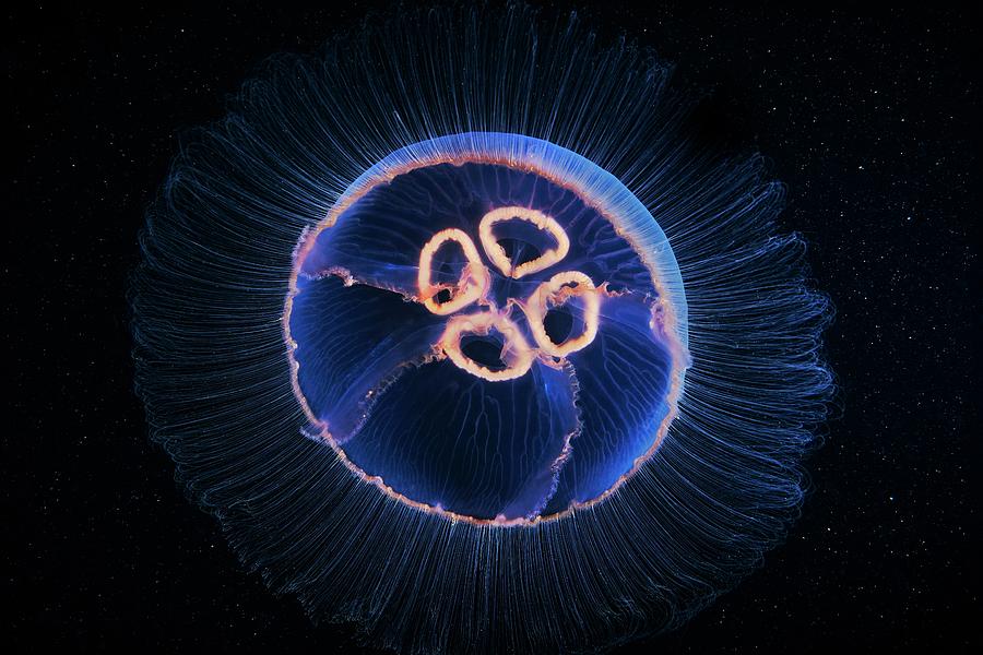 Nature Photograph - Moon Jellyfish by Alexander Semenov/science Photo Library