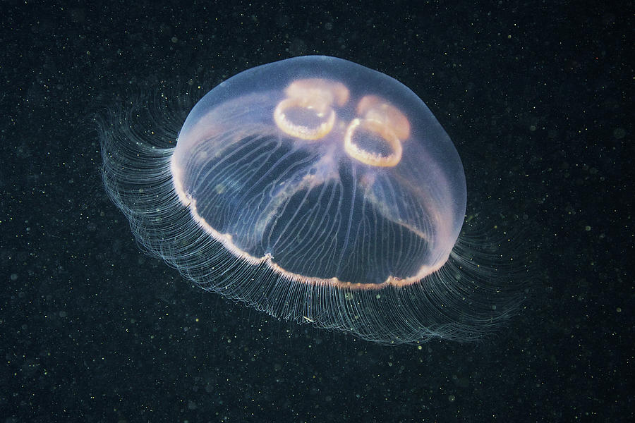 Moon Jellyfish Aurelia Aurita Photograph by Cultura Rf/alexander Semenov