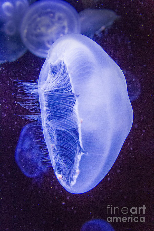 Moon Jellyfish - Aurelia Aurita Photograph