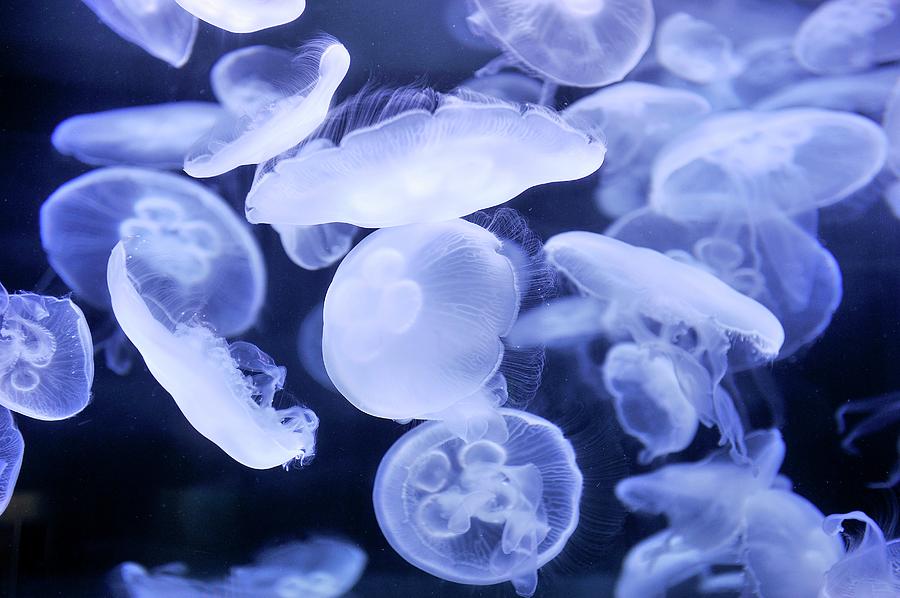 Animal Photograph - Moon Jellyfish by Bildagentur-online/mcphoto-schulz