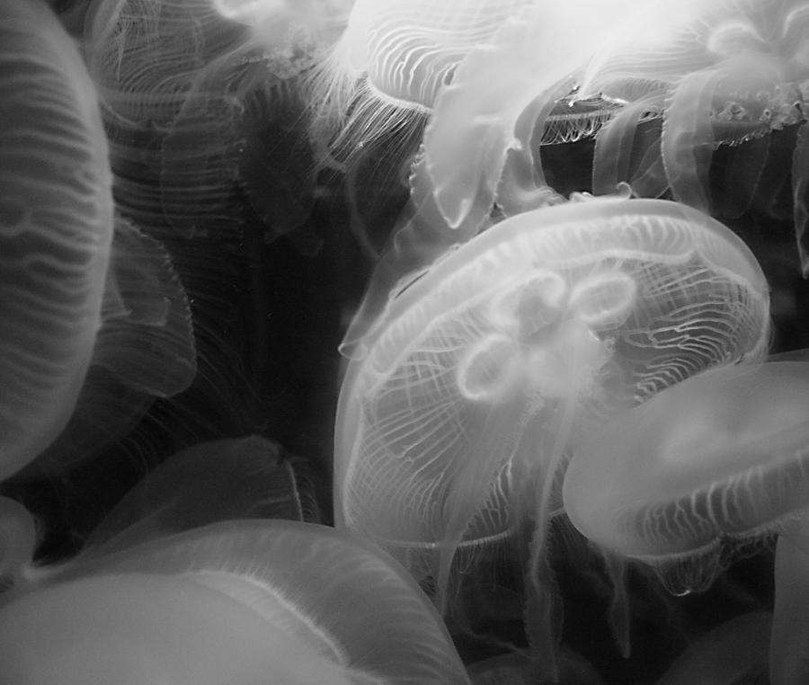 Moon Jellyfish Photograph