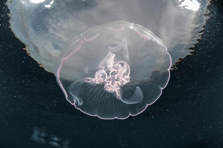 Nature Photograph - Moon Jellyfish by Ethan Daniels