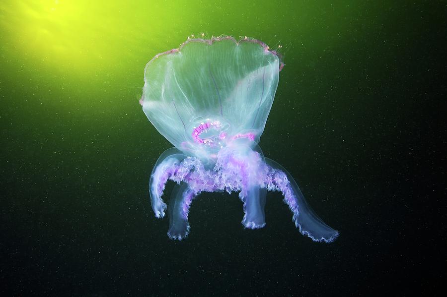 Nature Photograph - Moon Jellyfish Eversion by Alexander Semenov
