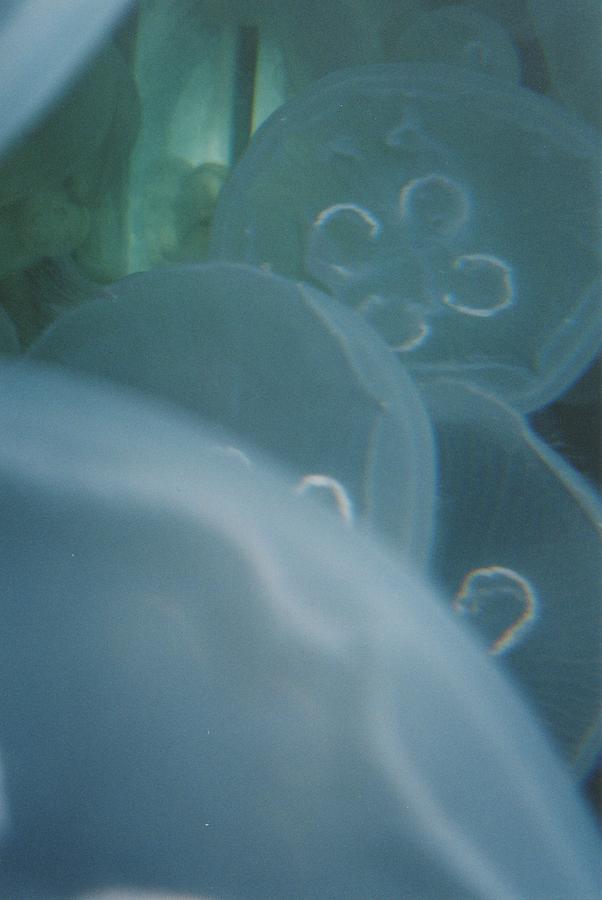 Moon Jellyfish Photograph By Jasmin's Treasures - Fine Art America