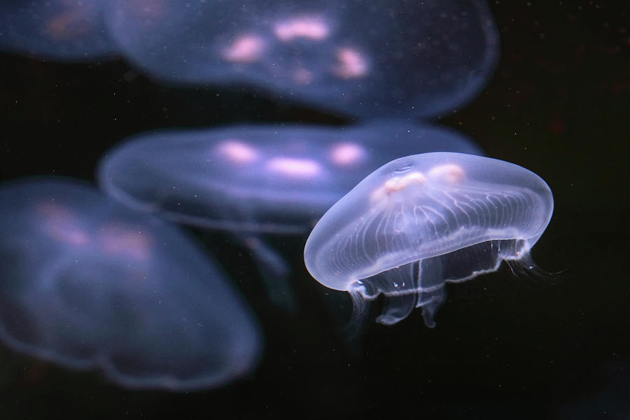 Moon Jellyfish Photograph by Jonkman Photography