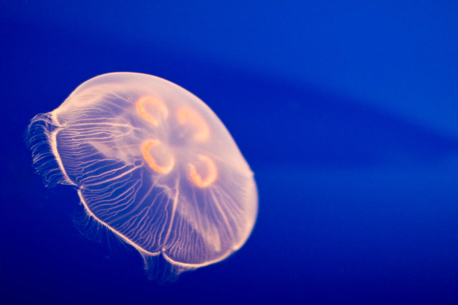 Moon Jellyfish Photograph by Michael Russell