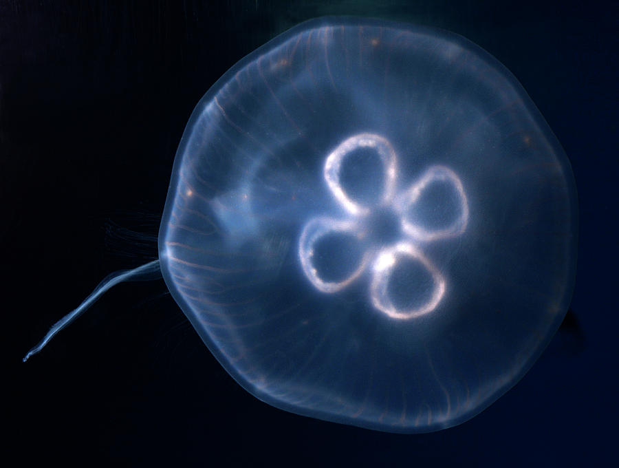 Nature Photograph - Moon Jellyfish by Nigel Downer