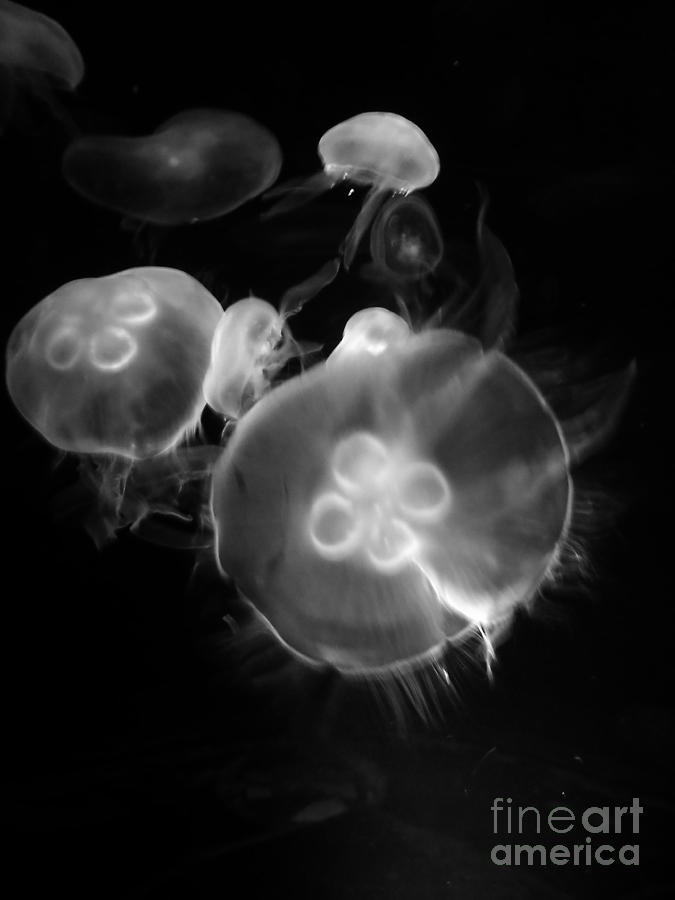 Moon Jellyfish Photograph by R Dupras - Fine Art America