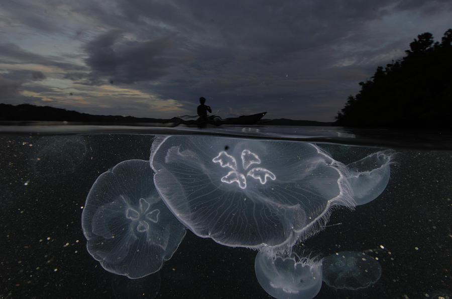 Moon Jellyfish Rise At Nightfall Photograph By David Doubilet