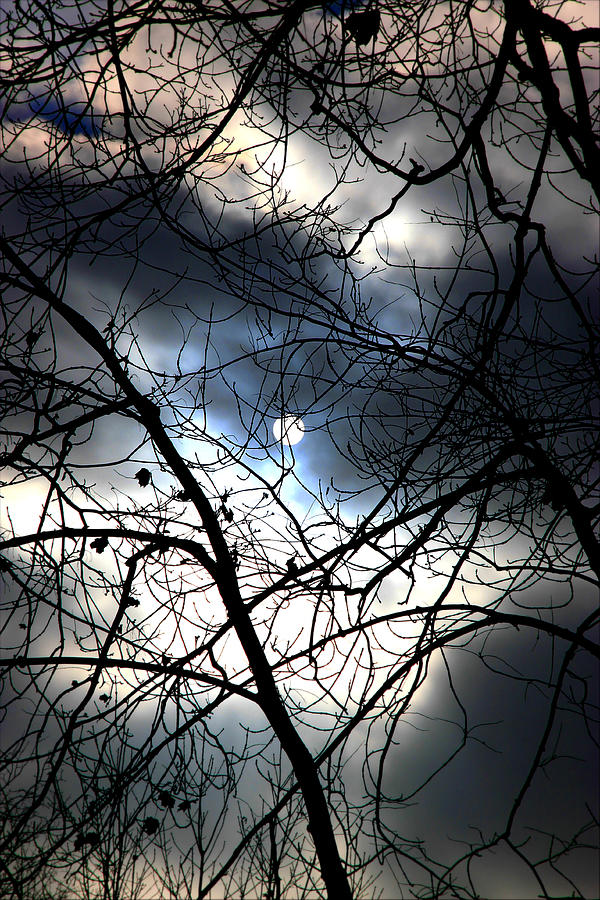 Tree Photograph - Moon or Sun by Valentino Visentini