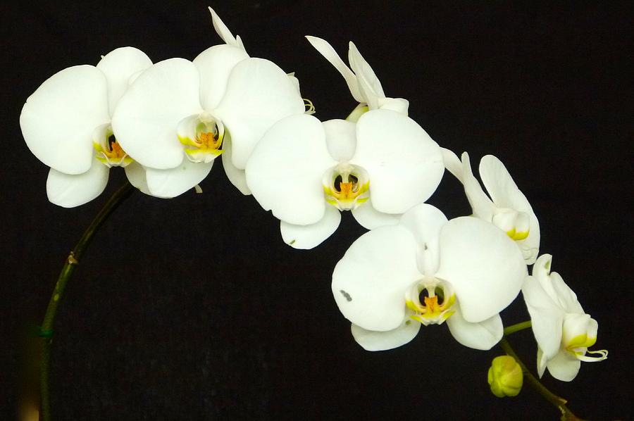 Moon Orchid on Black Background Photograph by Richard Bryce and Family