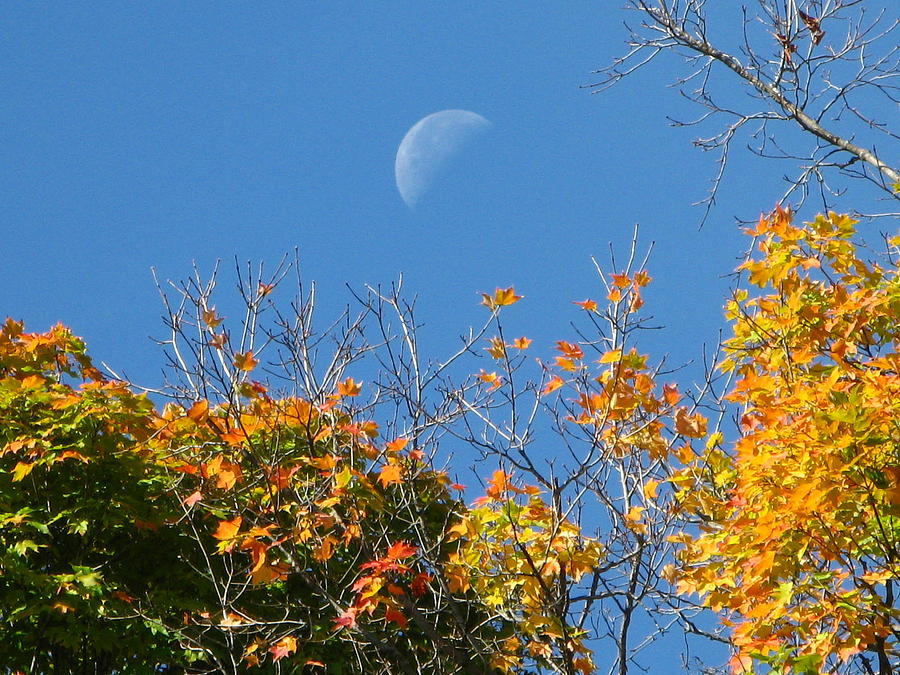 Moon Over Autumn Leaves Photograph by Michele Wilson