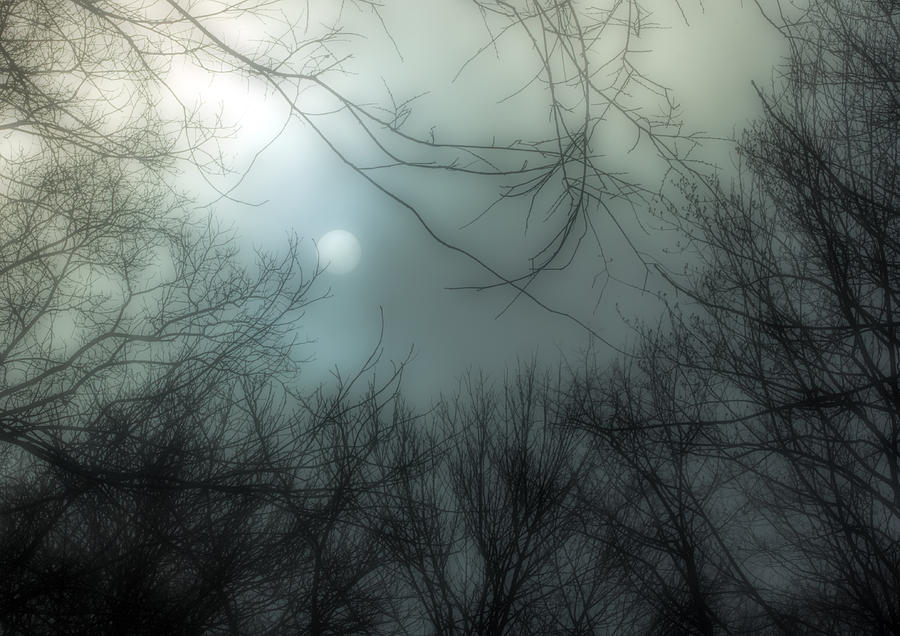 Tree Photograph - Moon Over Billy Goat Trail by Francis Sullivan