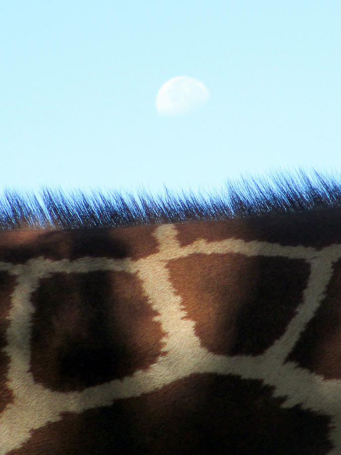 Moon Over Giraffe Photograph by Randall Weidner