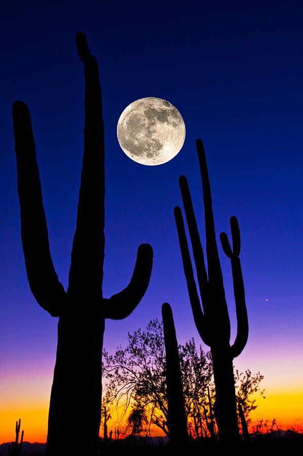 Nature Photograph - Moon Over Saguaro Cactus Carnegiea by Panoramic Images