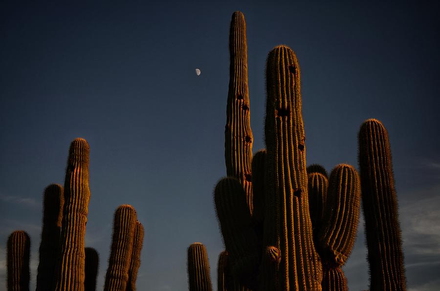 Desert Photograph - Moon over Saguaro by Debbie Yuhas