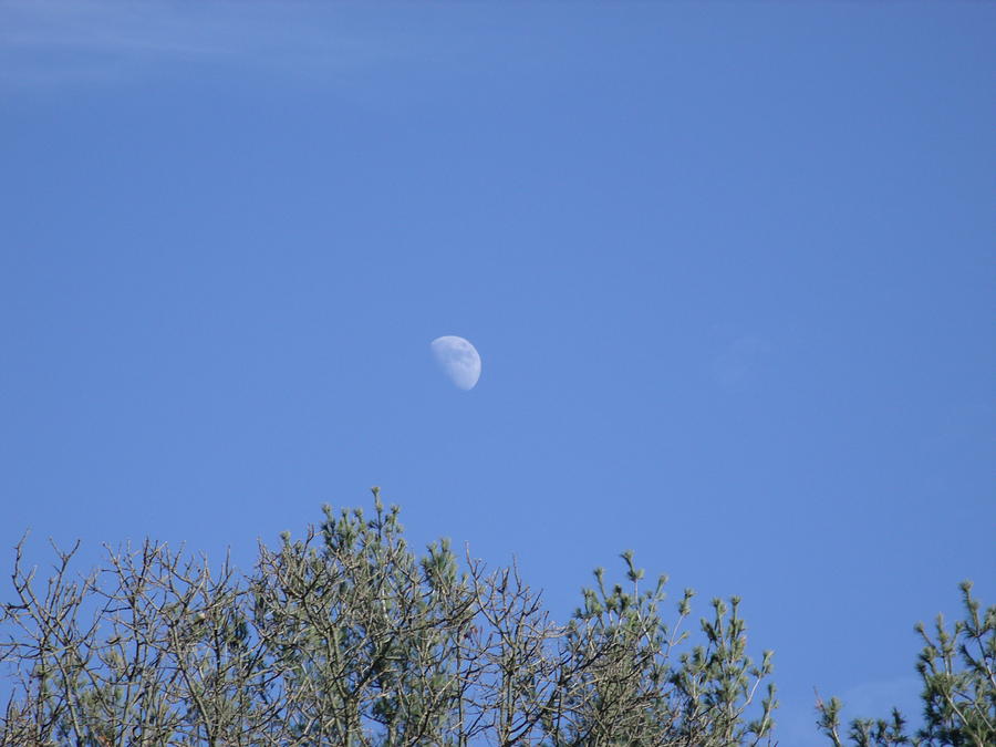 Moon Over The Trees Photograph by Samantha Georges - Fine Art America