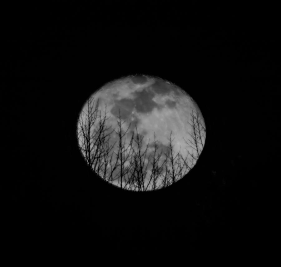 Moon Over the Treetops Centered Photograph by Holden The Moment