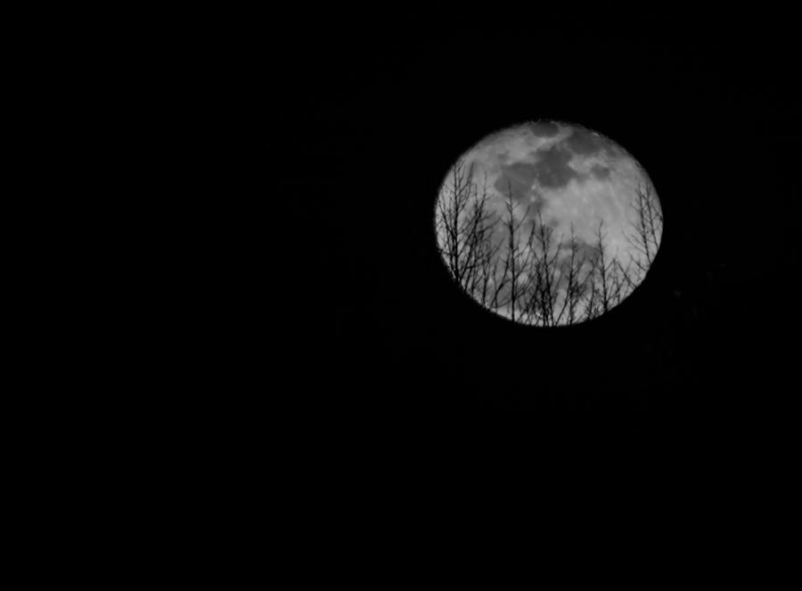 Moon Over the Treetops  Photograph by Holden The Moment