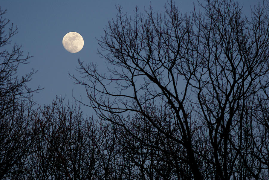 Moon Over Trees Photograph by Larry Bohlin