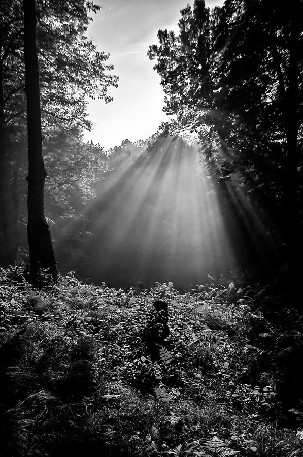 Moon Ray in the Forest Photograph by Christopher Broste - Fine Art America