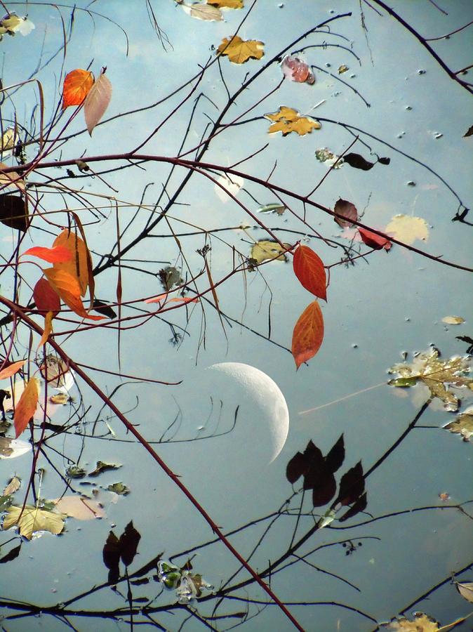 Moon Reflected In Water Photograph by Detlev Van Ravenswaay