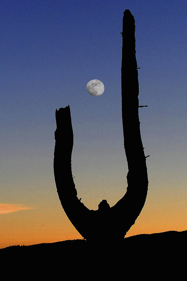 Sunset Photograph - Moon Rise by Randy Giesbrecht