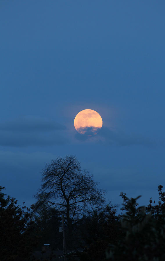 Moon Rising Photograph by E Faithe Lester