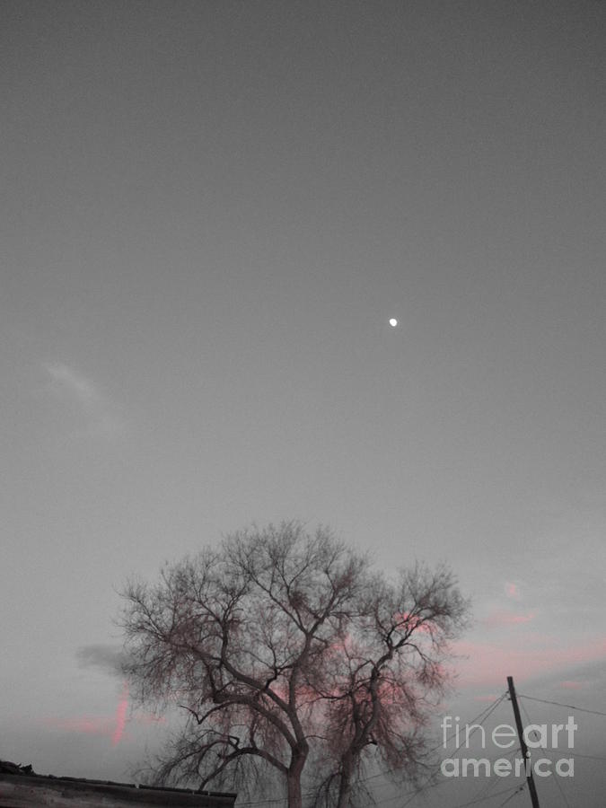 Black And White Photograph - Moon Rising by Nickey Brumbaugh