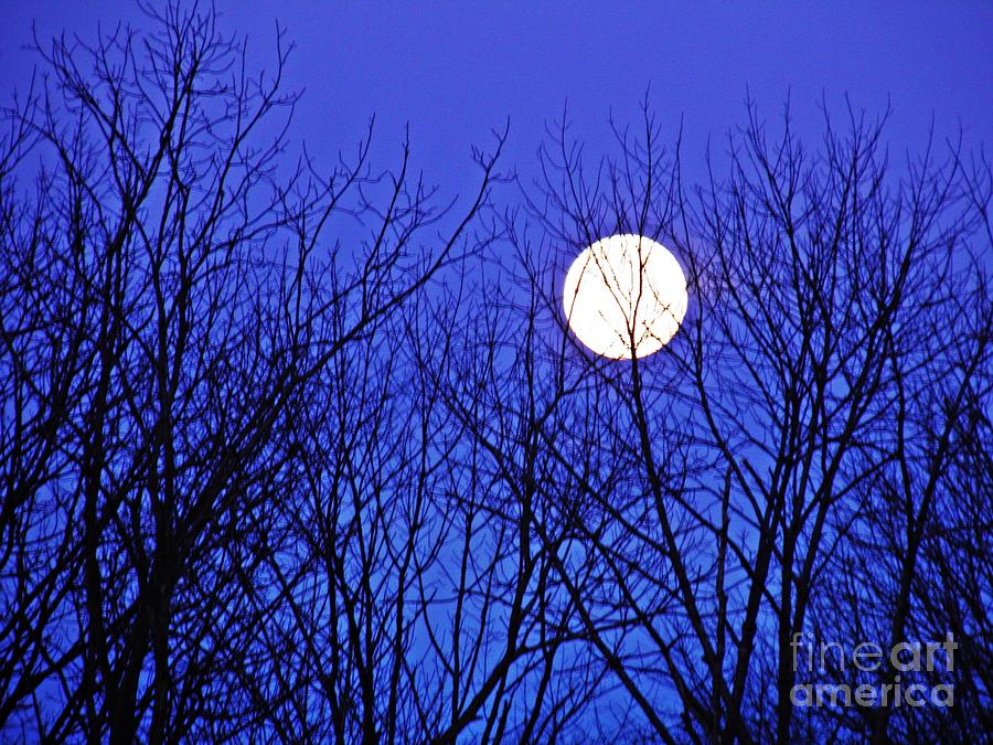 Tree Photograph - Moon by Sarah Loft