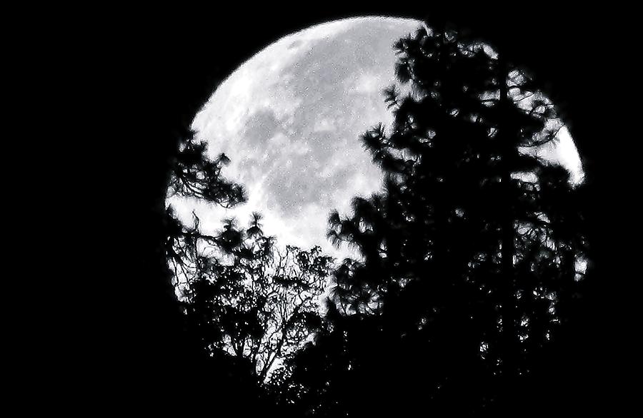 Moon Set Photograph by Julia Hassett