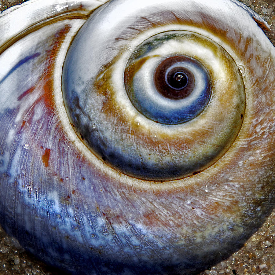 Moon Snail #1 Photograph by Charles Harden