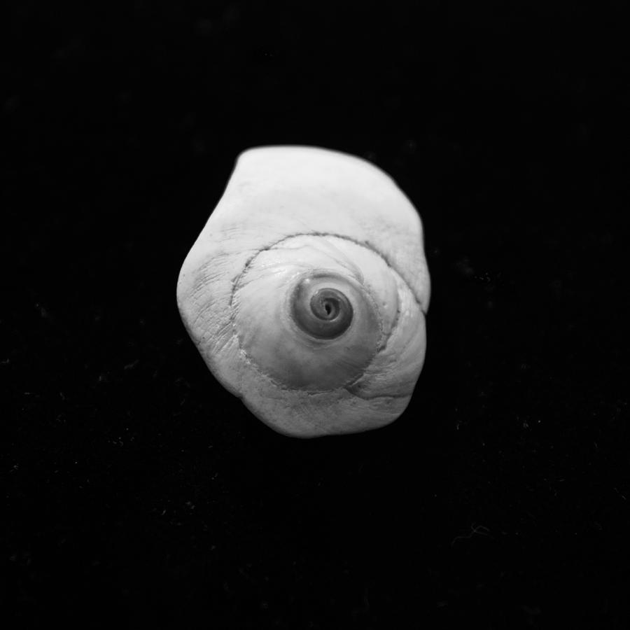 Moon Snail Photograph