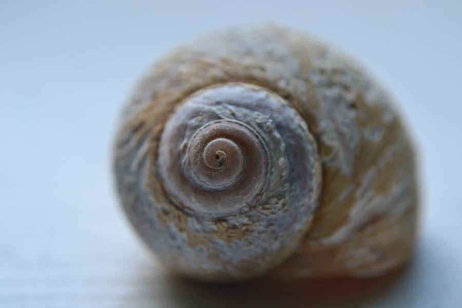 Moon snail Photograph by Jeff Clements - Fine Art America