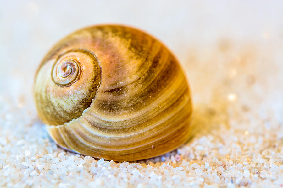 Moon Snail Photograph by Sabine Edrissi