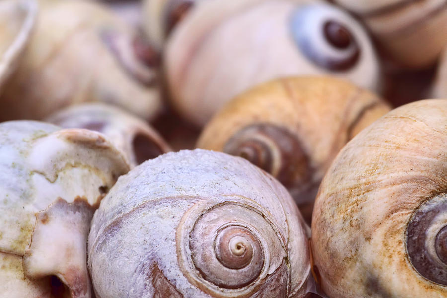 Moon Snail Shells Photograph by Peggy Collins