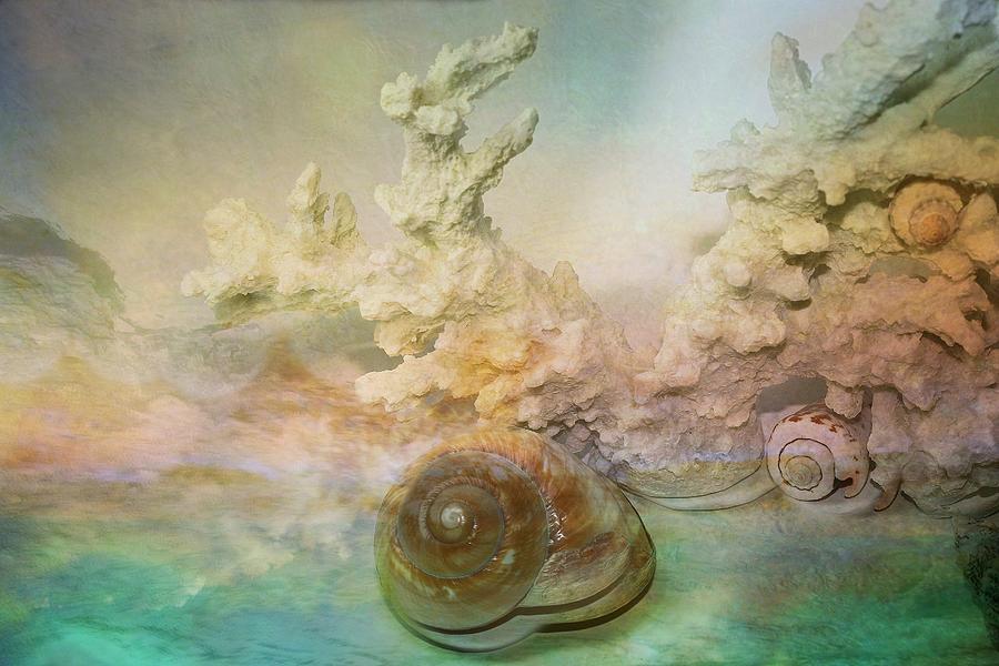 Sea Shells Photograph - Moon Snail by Shirley Sirois