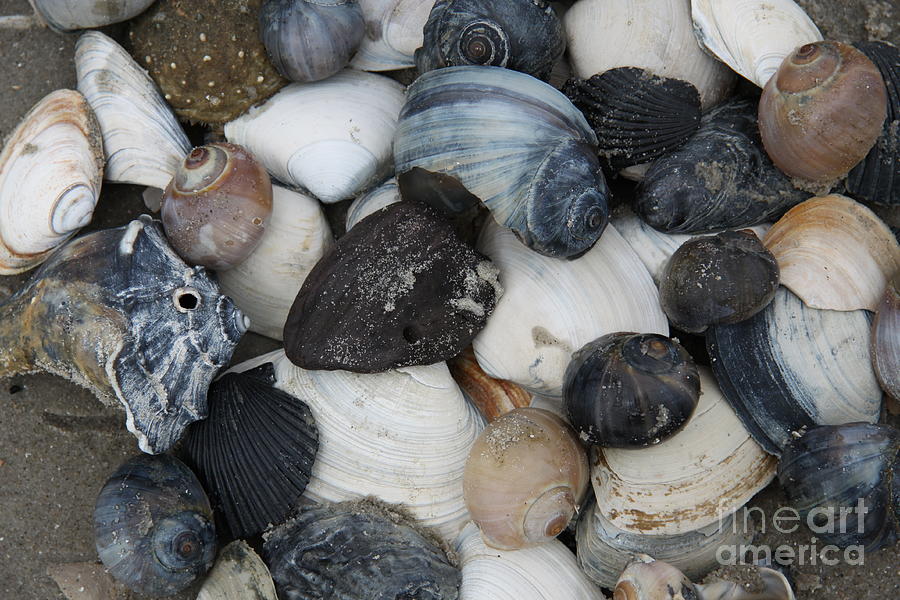 Moon Snails And Shells Still Life Photograph by Christiane Schulze Art And Photography