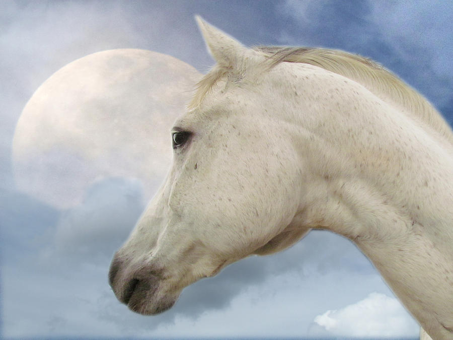 Horse Photograph - Moon Spirit by Shannon Story