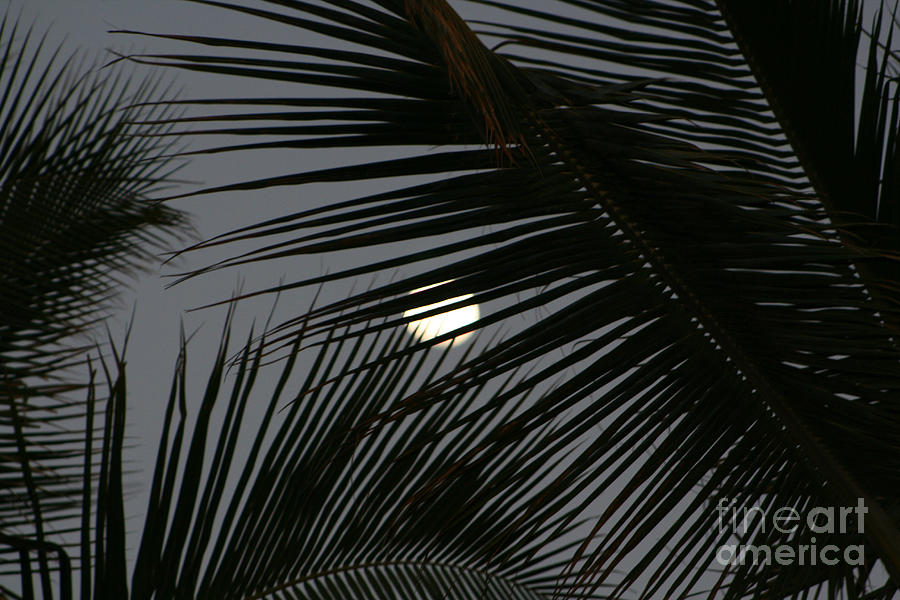 Moon  Through Palm Trees Photograph by Mary Mikawoz