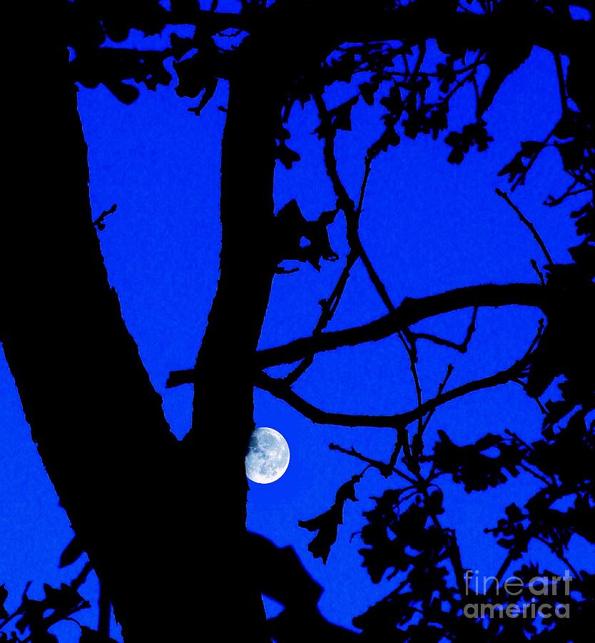 Moon through Trees 2 Photograph by Janette Boyd