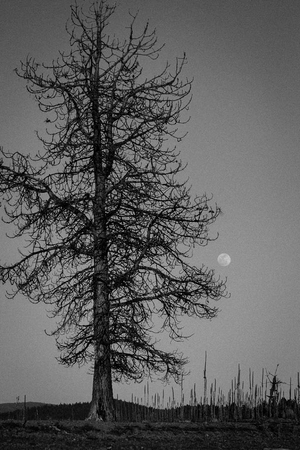 Moon Tree Photograph by Jan Davies